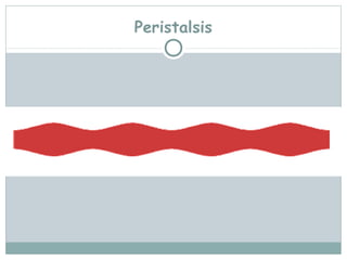 Peristalsis
 