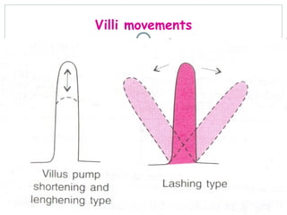 Villi movements
 