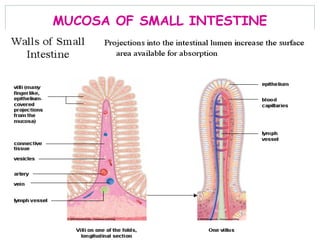 MUCOSA OF SMALL INTESTINE
 