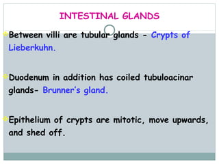 INTESTINAL GLANDS
Between villi are tubular glands - Crypts of
 Lieberkuhn.


Duodenum in addition has coiled tubuloacinar
 glands- Brunner’s gland.


Epithelium of crypts are mitotic, move upwards,
 and shed off.
 