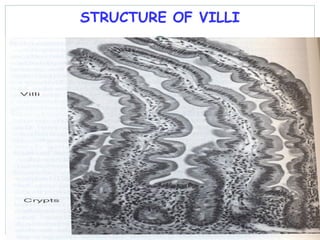 STRUCTURE OF VILLI
 