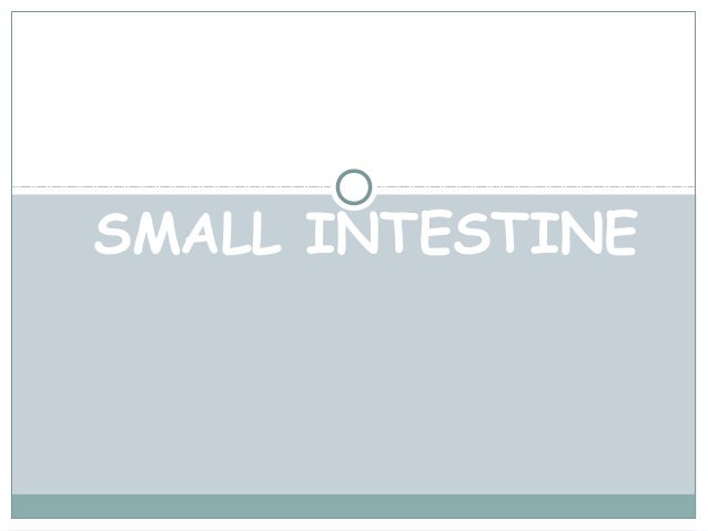 physiology of small intestine The small intestine is part of the digestive system learn about the small intestine and its function. physiology of small intestine The small intestine is part of the digestive system learn about the small intestine and its function.
