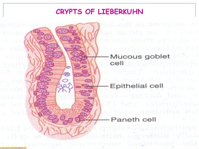 physiology of small intestine The small intestine is part of the digestive system learn about the small intestine and its function. physiology of small intestine The small intestine is part of the digestive system learn about the small intestine and its function.
