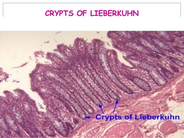physiology of small intestine The small intestine is part of the digestive system learn about the small intestine and its function. physiology of small intestine The small intestine is part of the digestive system learn about the small intestine and its function.
