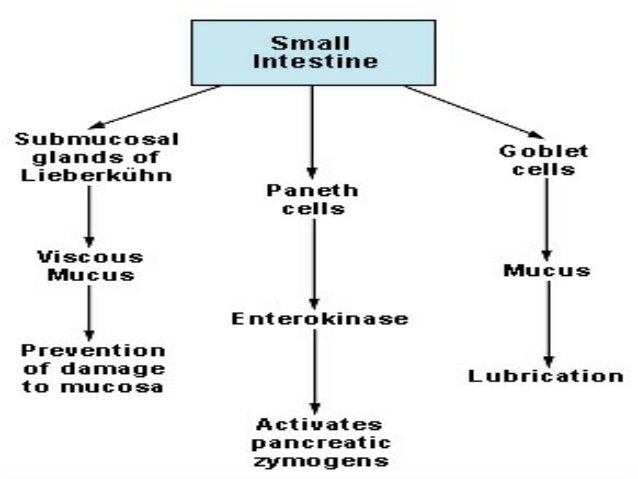 Small intestine physiology