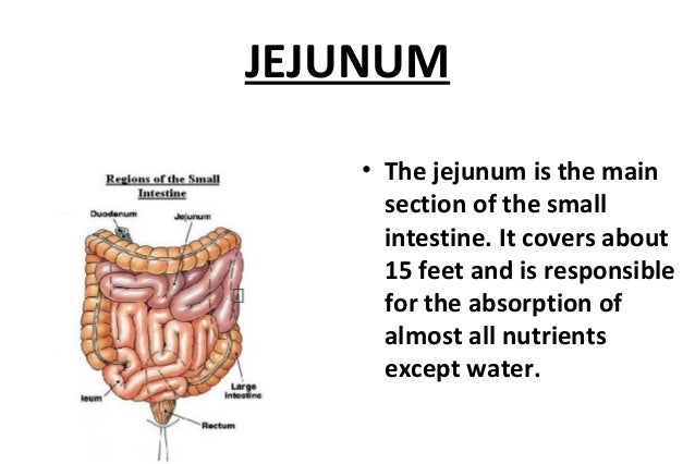 Fungsi Duodenum Jejunum Dan Ileum – Belajar