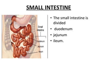 Small intestine | PPT