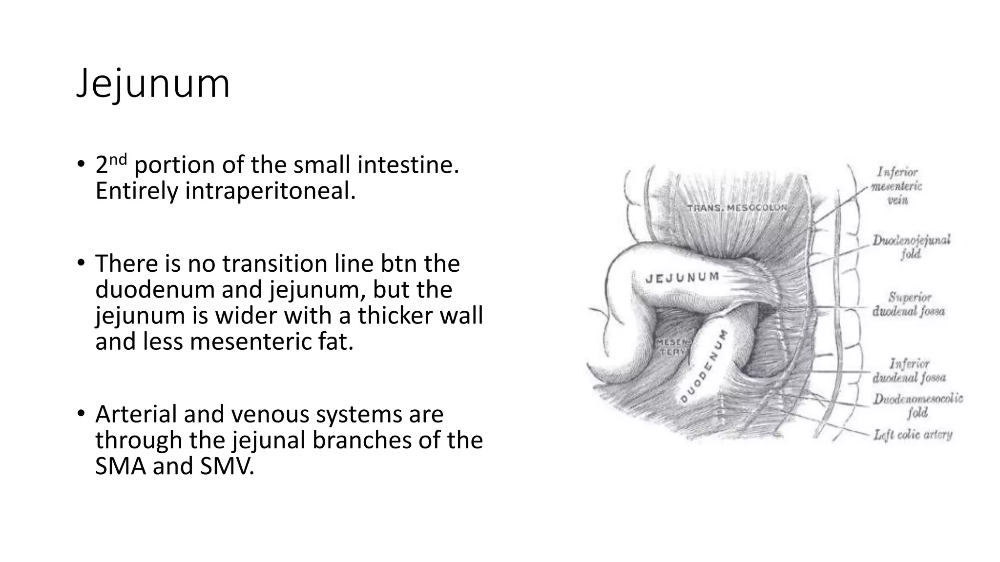 Small intestine | PPTX