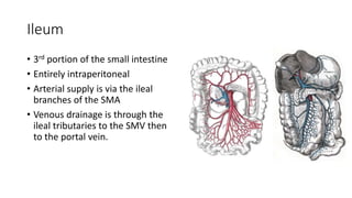 Ileum
• 3rd portion of the small intestine
• Entirely intraperitoneal
• Arterial supply is via the ileal
branches of the SMA
• Venous drainage is through the
ileal tributaries to the SMV then
to the portal vein.
 