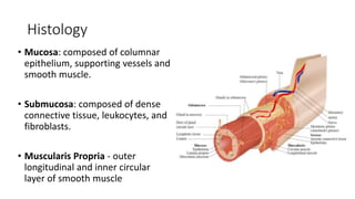 Histology
• Mucosa: composed of columnar
epithelium, supporting vessels and
smooth muscle.
• Submucosa: composed of dense
connective tissue, leukocytes, and
fibroblasts.
• Muscularis Propria - outer
longitudinal and inner circular
layer of smooth muscle
 