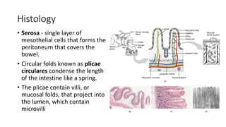 Histology
• Serosa - single layer of
mesothelial cells that forms the
peritoneum that covers the
bowel.
• Circular folds known as plicae
circulares condense the length
of the intestine like a spring.
• The plicae contain villi, or
mucosal folds, that project into
the lumen, which contain
microvilli
 
