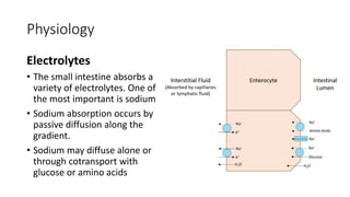 Physiology
Electrolytes
• The small intestine absorbs a
variety of electrolytes. One of
the most important is sodium
• Sodium absorption occurs by
passive diffusion along the
gradient.
• Sodium may diffuse alone or
through cotransport with
glucose or amino acids
 