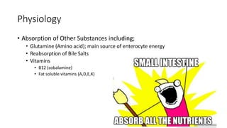 Physiology
• Absorption of Other Substances including;
• Glutamine (Amino acid); main source of enterocyte energy
• Reabsorption of Bile Salts
• Vitamins
• B12 (cobalamine)
• Fat soluble vitamins (A,D,E,K)
 