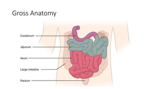 Gross Anatomy
 