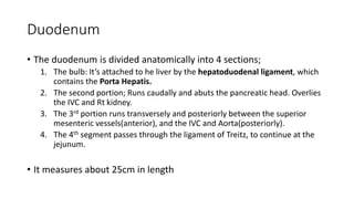 Duodenum
• The duodenum is divided anatomically into 4 sections;
1. The bulb: It’s attached to he liver by the hepatoduodenal ligament, which
contains the Porta Hepatis.
2. The second portion; Runs caudally and abuts the pancreatic head. Overlies
the IVC and Rt kidney.
3. The 3rd portion runs transversely and posteriorly between the superior
mesenteric vessels(anterior), and the IVC and Aorta(posteriorly).
4. The 4th segment passes through the ligament of Treitz, to continue at the
jejunum.
• It measures about 25cm in length
 