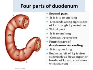 Four parts of duodenum
BRISSO ARACKAL
 