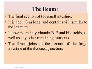 The ileum:
• The final section of the small intestine.
• It is about 3 m long, and contains villi similar to
the jejunum.
• It absorbs mainly vitamin B12 and bile acids, as
well as any other remaining nutrients.
• The ileum joins to the cecum of the large
intestine at the ileocecal junction.
BRISSO ARACKAL
 