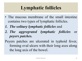 Lymphatic follicles
• The mucous membrane of the small intestine
contains two types of lymphatic follicles.
1. The solitary lymphatic follicles and
2. The aggregrated lymphatic follicles or
peyers patches.
Peyers patches are ulcerated in typhoid fever,
forming oval ulcers with their long axes along
the long axis of the bowel.
36
BRISSO ARACKAL
 