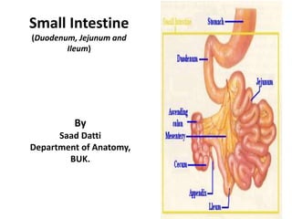 Small Intestine
(Duodenum, Jejunum and
Ileum)
By
Saad Datti
Department of Anatomy,
BUK.
 