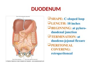 DUODENUM
SHAPE: C-shaped loop
LENGTH: 10 inches
BEGINNING: at pyloro-
duodenal junction
TERMINATION: at
duodeno-jejunal flexure
PERITONEAL
COVERING:
retroperitoneal
 