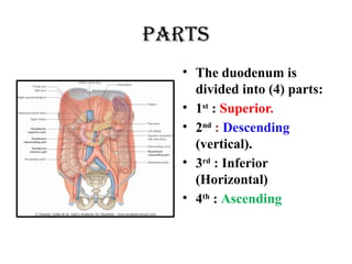 parts
• The duodenum is
divided into (4) parts:
• 1st
: Superior.
• 2nd
: Descending
(vertical).
• 3rd
: Inferior
(Horizontal)
• 4th
: Ascending
 