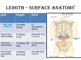 Length – surface anatomy
part length level
FIRST PART
(Superior)
2 inches
(5cm)
L1
(transpyloric
plane)
Second part
(descending)
3 inches
(7.5)
Descends from
L1 to L3)
Third part
(Horizontal)
4 inches (10
cm)
L3 subcoastal
plane
Fourth part
(Ascending
Part
1 inches
(2.5 cm)
Ascends from
L3 to L2
 