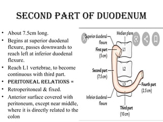 Second part of duodenum
• About 7.5cm long.
• Begins at superior duodenal
flexure, passes downwards to
reach left at inferior duodenal
flexure.
• Reach L1 vertebrae, to become
continuous with third part.
• Peritoneal relations =
• Retroperitoneal & fixed.
• Anterior surface covered with
peritoneum, except near middle,
where it is directly related to the
colon
 