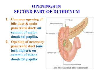 OPENINGS IN
SECOND PART OF DUODENUM
1. Common opening of
bile duct & main
pancreatic duct: on
summit of major
duodenal papilla.
2. Opening of accessory
pancreatic duct (one
inch higher): on
summit of minor
duodenal papilla
 