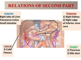 RELATIONS OF SECOND PART
X
Anterior
Right lobe of Liver
Transverse Colon
Small intestine
Posterior
1) Right kidney
2) Right edge
of inferior vena
cava
Lateral
R Colic
Flexure
Medial
1) Pancreas
2) Bile duct
 