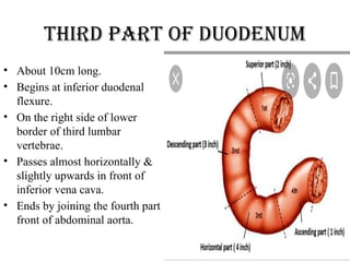 Third part of duodenum
• About 10cm long.
• Begins at inferior duodenal
flexure.
• On the right side of lower
border of third lumbar
vertebrae.
• Passes almost horizontally &
slightly upwards in front of
inferior vena cava.
• Ends by joining the fourth part
front of abdominal aorta.
 