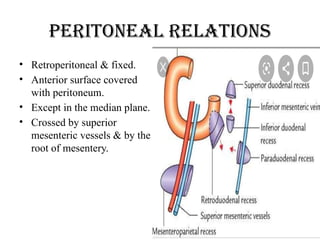 Peritoneal relations
• Retroperitoneal & fixed.
• Anterior surface covered
with peritoneum.
• Except in the median plane.
• Crossed by superior
mesenteric vessels & by the
root of mesentery.
 