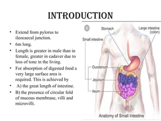 introduction
• Extend from pylorus to
ileocaecal junction.
• 6m long.
• Length is greater in male than in
female, greater in cadaver due to
loss of tone in the living.
• For absorption of digested food a
very large surface area is
required. This is achieved by
• A) the great length of intestine.
• B) the presence of circular fold
of mucous membrane, villi and
microvilli.
 
