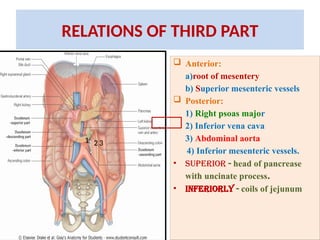 RELATIONS OF THIRD PART
 Anterior:
a)root of mesentery
b) Superior mesenteric vessels
 Posterior:
1) Right psoas major
2) Inferior vena cava
3) Abdominal aorta
4) Inferior mesenteric vessels.
• Superior - head of pancrease
with uncinate process.
• Inferiorly - coils of jejunum
1 2 3
 