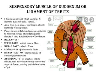 Suspensory muscle of duodenum or
ligament of treitz
• Fibromuscular band which suspends &
supports duodenojejunal flexure.
• Arise from right crus of diaphragm, close to
right side of oesophagus.
• Passes downwards behind pancreas, attached
to posterior surface of duodenojejunal
flexure & third & fourth parts of duodenum.
• Made up of –
• Upper part - striped muscle fiber.
• Middle part – elastic fibers.
• Lower part - plain muscle fibers.
• Its contraction - increase angle of
duodenojejunal flexure.
• Abnormality - its attached only to
flexure, then its contraction may narrow the
angle of flexure, causing partial obstruction
of gut.
 