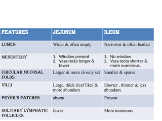 features jejunum ileum
Lumen Wider & often empty Narrower & often loaded
Mesentery 1. Window present
2. Vasa recta longer &
fewer
1. No window
2. Vasa recta shorter &
more numerous.
Circular mucosal
folds
Larger & more closely set Smaller & sparse
Villi Large, thick (leaf like) &
more abundant
Shorter , thinner & less
abundant.
Peyer’s patches absent Present
Solitary lymphatic
follicles
fewer More numerous
 