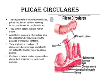 Plicae circulares
• The circular fold of mucous membrane,
plicae circulars or valve of kerkring
from complete or incomplete circle.
• They almost absent in distal half of
ileum.
• Apart from increasing the surface area
for absorption, by slowing down the
passage of intestinal contents.
• They begins in second part of
duodenum, become large and closely
set below the level of major duodenal
papilla.
• Continue proximal part of jejunum then
diminished progressively in size and
number.
 