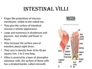 Intestinal villi
• Finger like projections of mucous
membrane, visible to the naked eye.
• They give the surface of intestinal
mucosa a velvety appearance.
• Large and numerous in duodenum and
jejunum , but smaller and fewer in
ileum.
• They increase the surface area of
intestine about eight times.
• They vary in density from 10 to 40 per
square mm, 1 to 2 mm long.
• Villus is covered by a layer of absorptive
columnar cells, the surface of these cells
has a striated border, called microvilli.
 