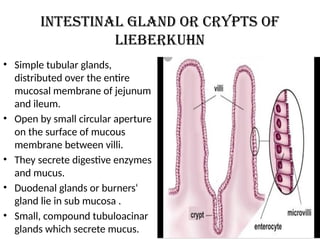 Intestinal gland or crypts of
lieberkuhn
• Simple tubular glands,
distributed over the entire
mucosal membrane of jejunum
and ileum.
• Open by small circular aperture
on the surface of mucous
membrane between villi.
• They secrete digestive enzymes
and mucus.
• Duodenal glands or burners‘
gland lie in sub mucosa .
• Small, compound tubuloacinar
glands which secrete mucus.
 