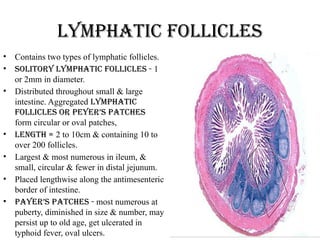 Lymphatic follicles
• Contains two types of lymphatic follicles.
• Solitory lymphatic follicles - 1
or 2mm in diameter.
• Distributed throughout small & large
intestine. Aggregated lymphatic
follicles or peyer’s patches
form circular or oval patches,
• Length = 2 to 10cm & containing 10 to
over 200 follicles.
• Largest & most numerous in ileum, &
small, circular & fewer in distal jejunum.
• Placed lengthwise along the antimesenteric
border of intestine.
• Payer’s patches - most numerous at
puberty, diminished in size & number, may
persist up to old age, get ulcerated in
typhoid fever, oval ulcers.
 