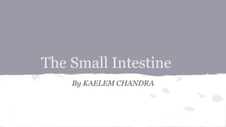 The Small Intestine 
By KAELEM CHANDRA 
 