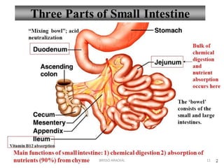 Small Intestine Text Small Intestine Anatomy