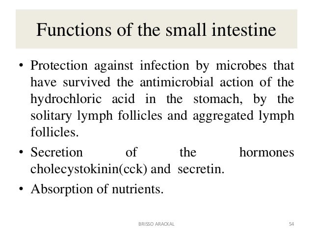 Small intestine