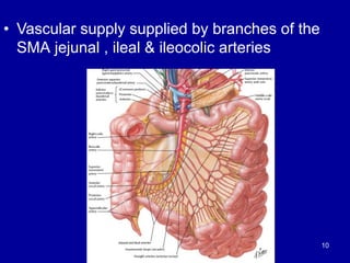 • Vascular supply supplied by branches of the
SMA jejunal , ileal & ileocolic arteries
10
 
