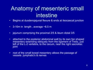 Anatomy of mesenteric small
intestine
• Begins at duodenojejunal flexure & ends at ileocaecal junction
• 3-10m in length , average ~6.5 m
• jejunum comprising the proximal 2/5 & ileum distal 3/5
• attached to the posterior abdominal wall by its own fan shaped
mesentery extending obliquely from the ligament of Treitz, just
left of the L-2 vertebra, to the cecum, near the right sacroiliac
joint
• root of the small bowel mesentery allows the passage of
vessels ,lymphatic's & nerves
8
 