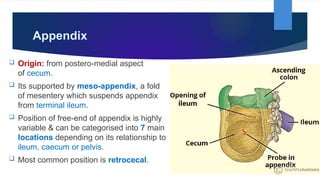 Small Intestine by Dr. Rabia Inam Gandapore.pptx