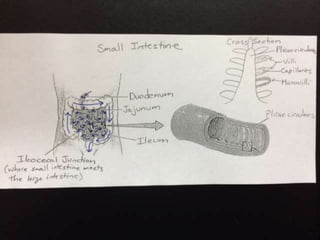 Small intestine diagram