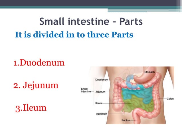 Small Intestine Use Small intestine digestion and pancreas | PPT