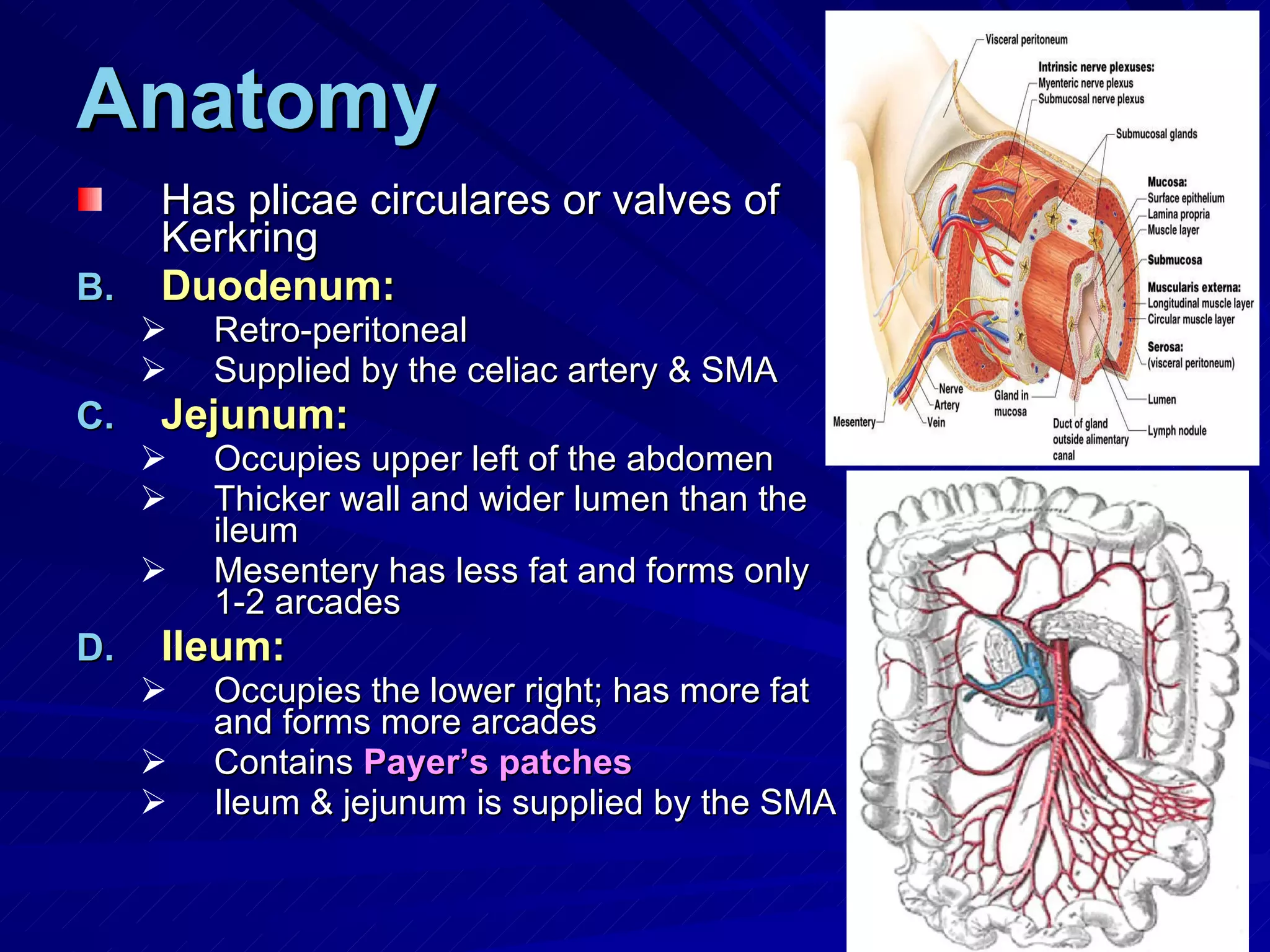 Anatomy Has plicae circulares or valves of Kerkring Duodenum: Retro-peritoneal Supplied by the celiac artery & SMA Jejunum: Occupies upper left of the abdomen Thicker wall and wider lumen than the ileum Mesentery has less fat and forms only 1-2 arcades Ileum: Occupies the lower right; has more fat and forms more arcades Contains  Payer’s patches Ileum & jejunum is supplied by the SMA 