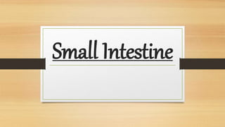 Small Intestine
 