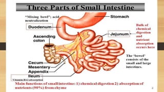 Small intestine surgery | PPT